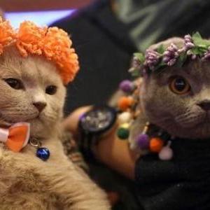 骗你养猫攻略大全最新版下载指南